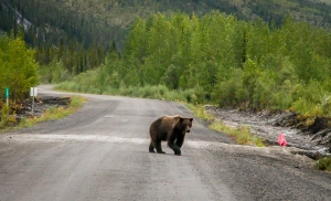 Yukon Grizzly